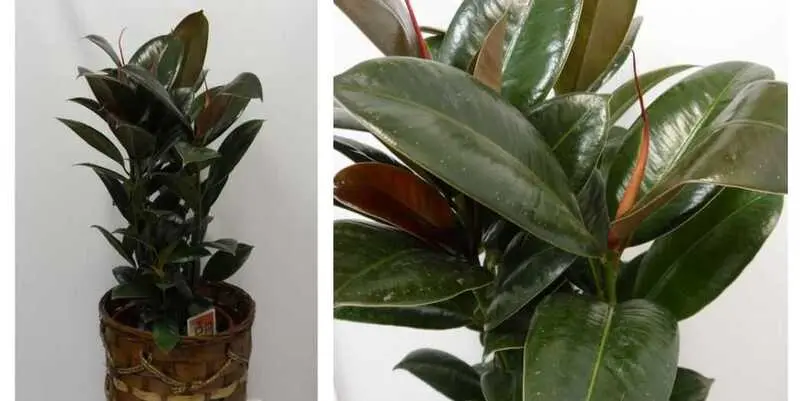 Фикус Эластика Петити Мелани Д15  