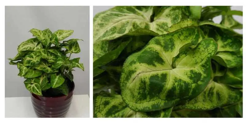 Сингониум Арроу Д12