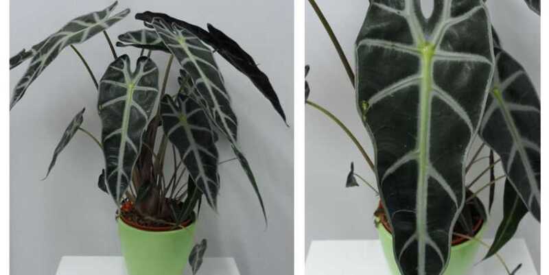 Алоказия Бамбино Арроу Д12