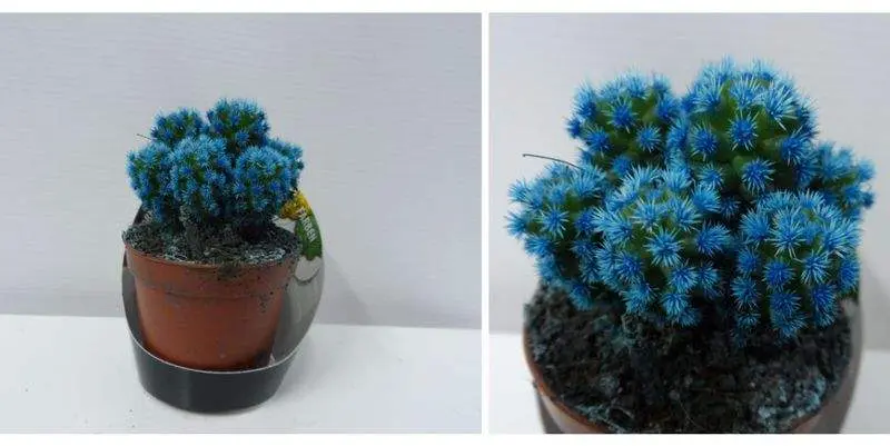 Кактус Блу Д5