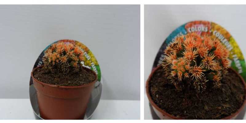 Кактус Оранж Д5