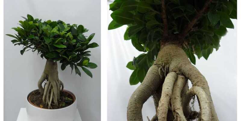 Фикус Микрокарпа Гинсенг Д23