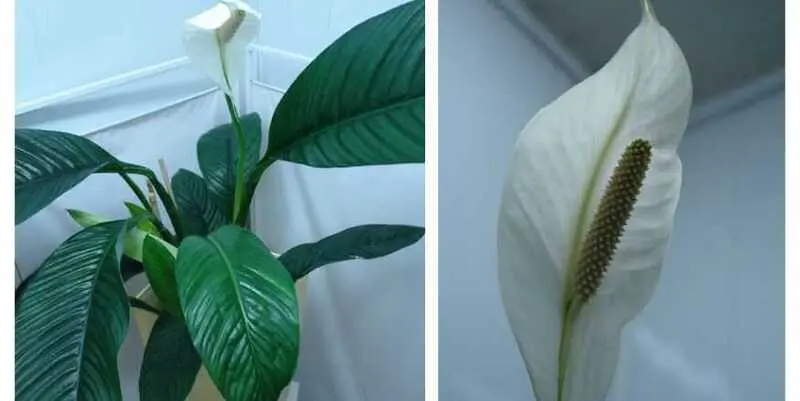 Спатифилум Сенсэйшн Д23 Н160 