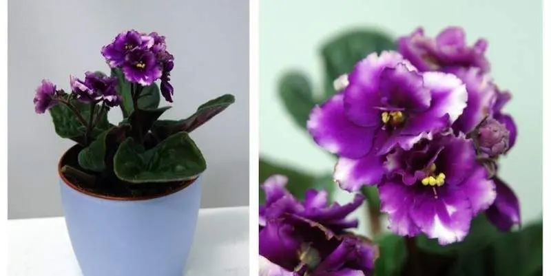 Фиалка Тройка Вайлет Д12