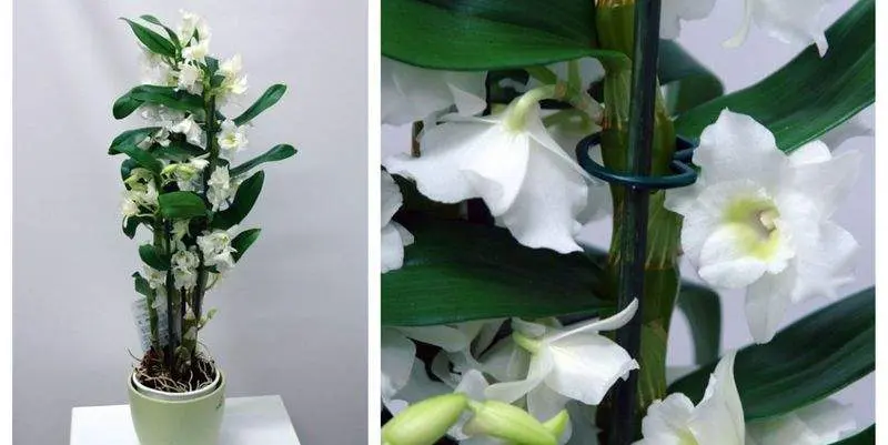 Дендробиум Нобиле Стар Класс 2ст. Д12