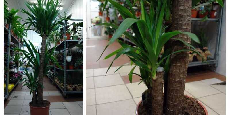 Юкка 4 ст. Д32 Н180