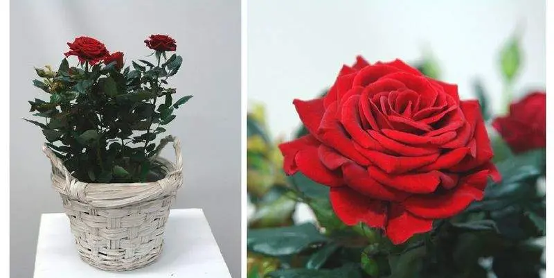 Роза Патио-Хит Д12