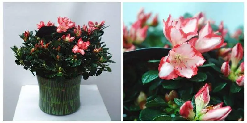 Азалия Герард Кинт Д15