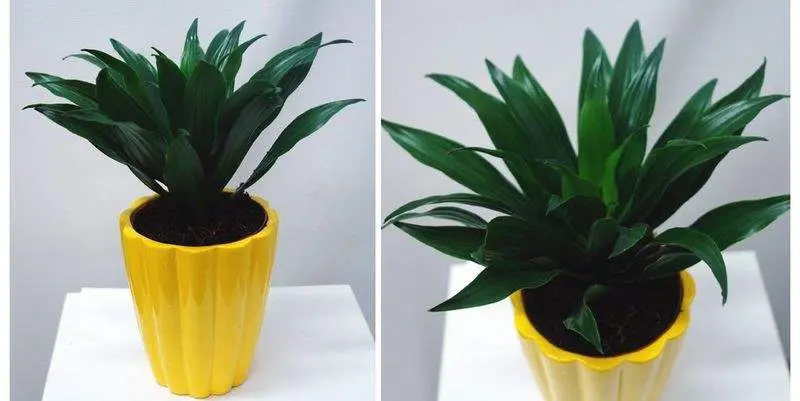 Драцена Фрагранс Компакта Д12