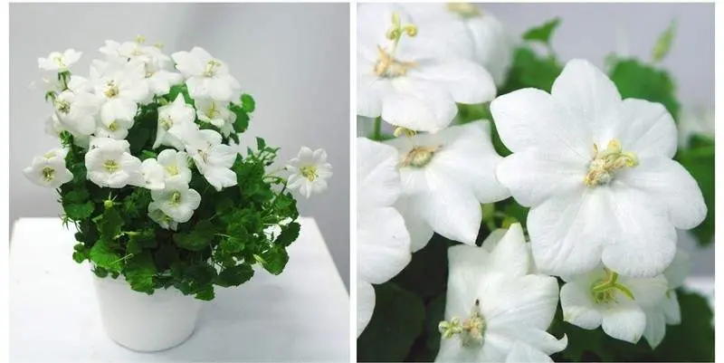 Кампанула Пёрл Вайт Д10