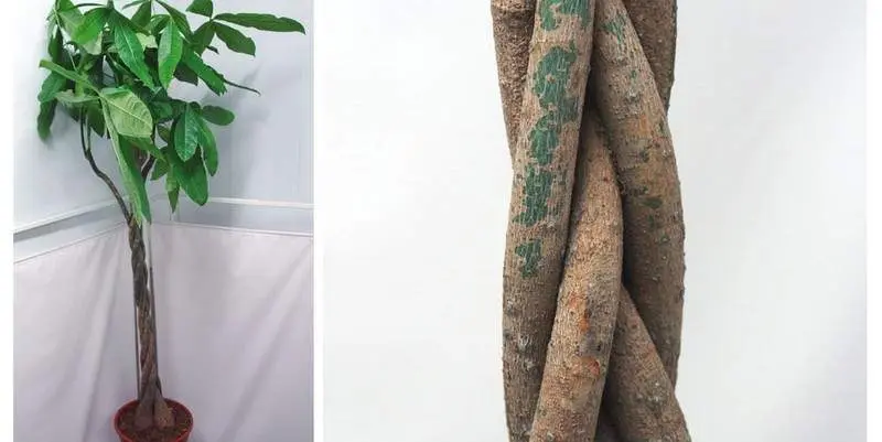 Пахира Акватика Д27 Н160