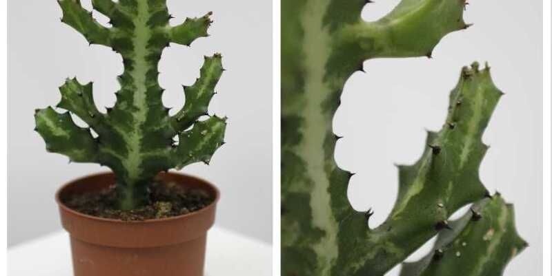 Кактус микс Д10