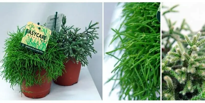 Рипсалис Д12 Н22