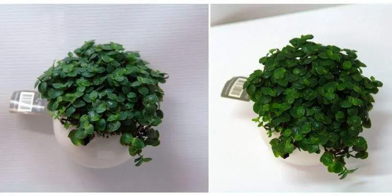 Пеперомия в кашпо на магните Д5