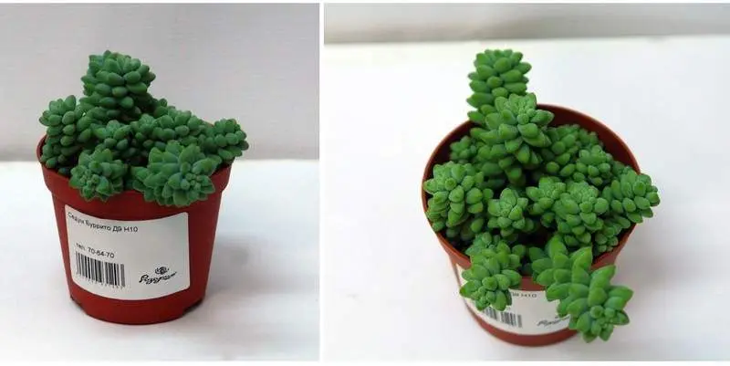 Седум Буррито Д9 Н10